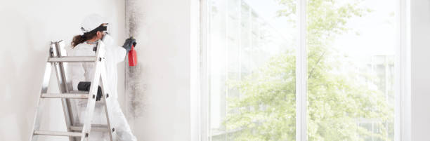 Best Attic Mold Removal  in Bradley, WV